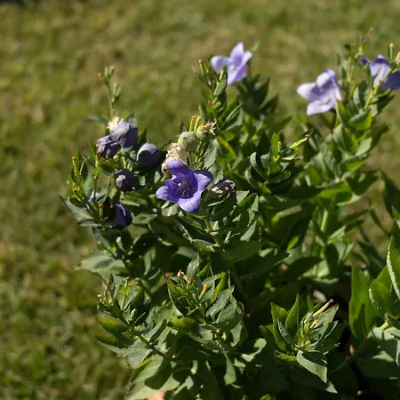 Un Balcone Su By Ospitaci * Spello