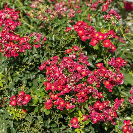 Apartment Un Balcone Su By Ospitaci