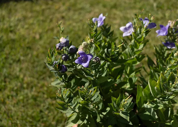 Un Balcone Su By Ospitaci * Spello
